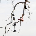 Shoes are strung up in a tree along State Highway 9 near Glyndon, Minn. Carrie Snyder / The Forum