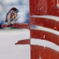 A house sparrow perches on a sculpture in downtown Fargo, N.D. Carrie Snyder / The Forum