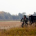 SWAT team members monitor a perimeter around an Argusville, N.D. cornfield Wednesday, September 28, 2011 during an attempt to arrest a man wanted in a domestic violence case. Carrie Snyder / The Forum