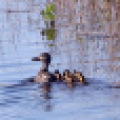 A duck swims with her ducklings in a drainage ditch in north Fargo, N.D. on Thursday, June 7, 2012. Carrie Snyder / The Forum